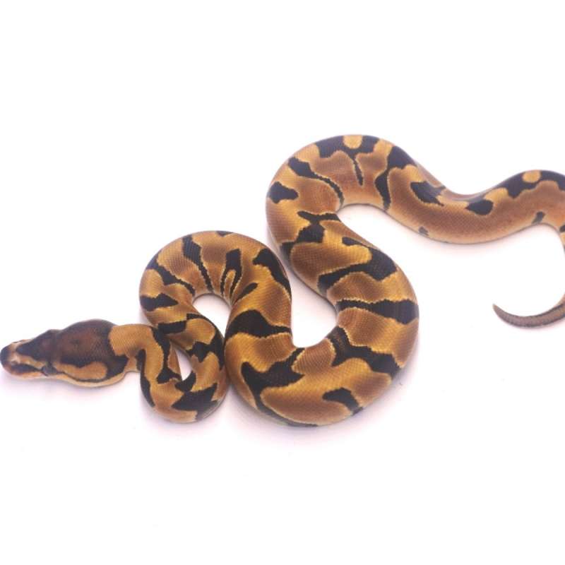 Jaguar orange dream het clown