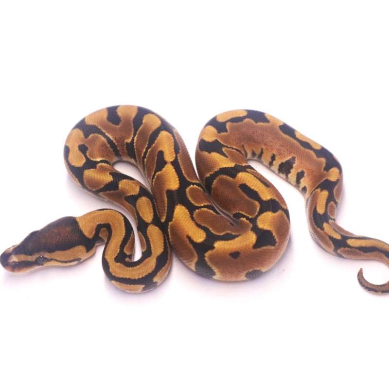 Jaguar yellow belly het clown