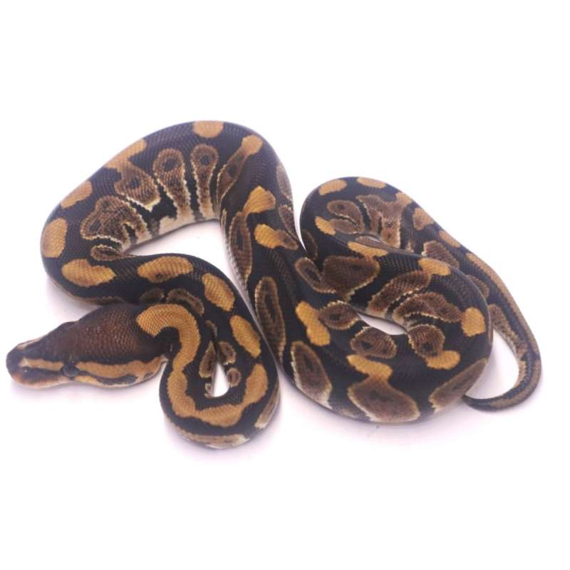 Chocolate het clown