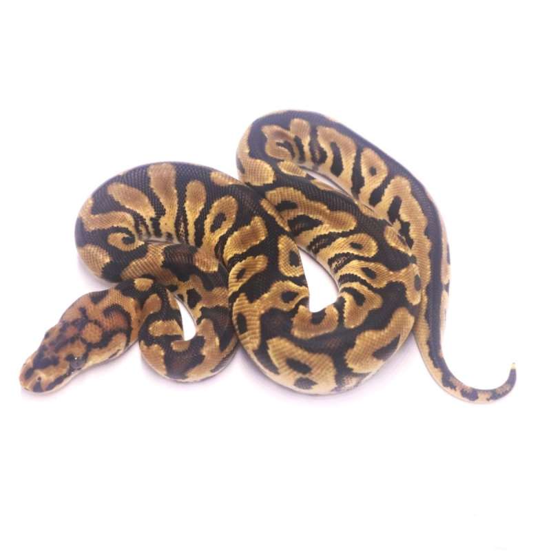 Spotnose clown het desert ghost