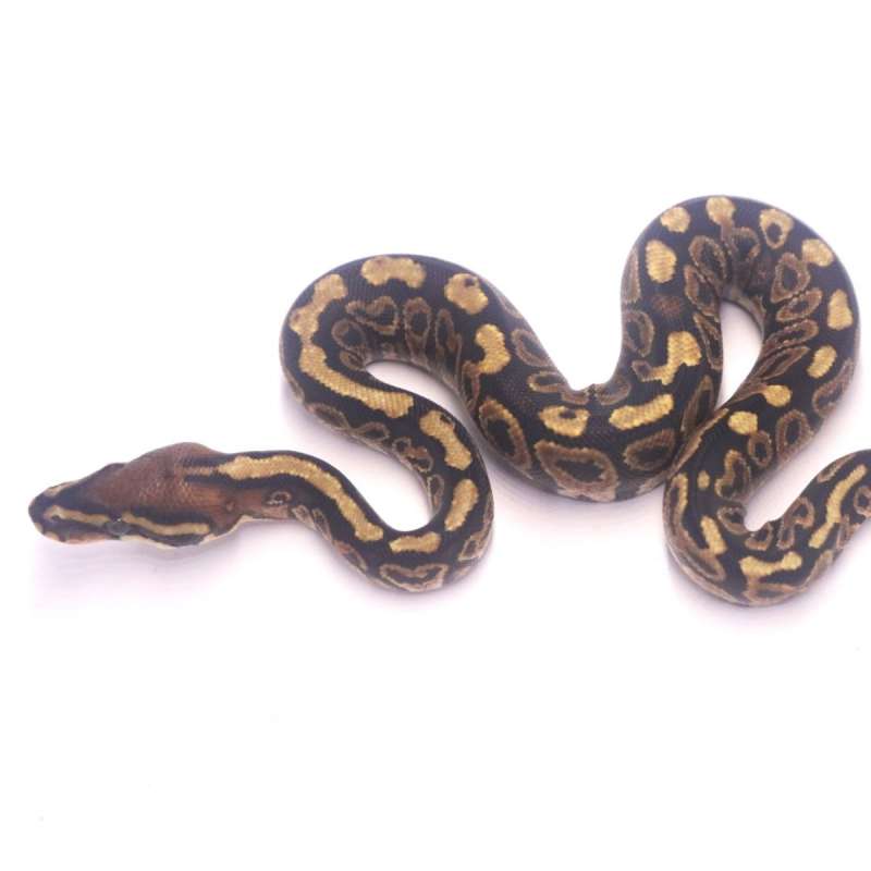 Hurricane spotnose redstripe het desert ghost clown