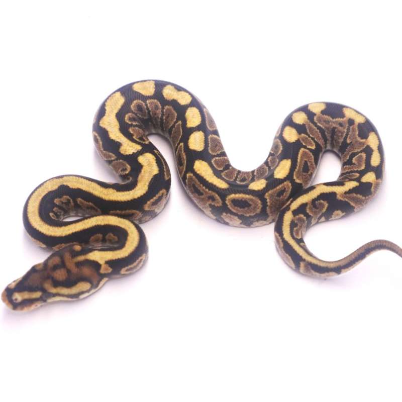 Spotnose redstripe yellow belly het desert ghost clown