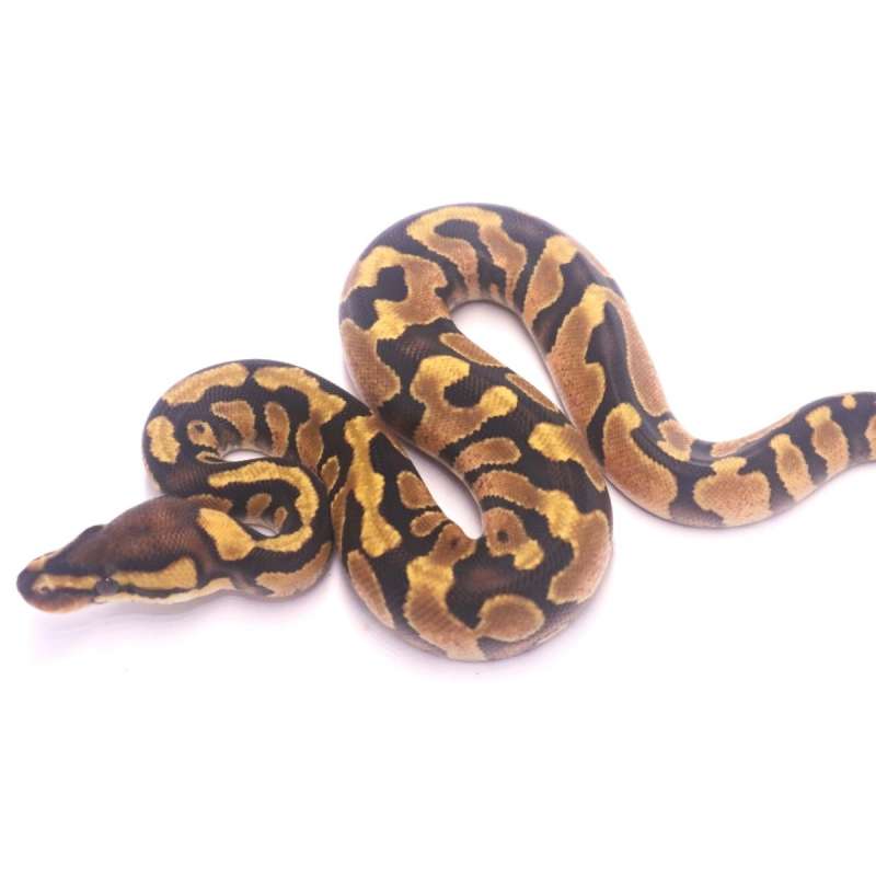 Enchi redstripe yellow belly het desert ghost clown