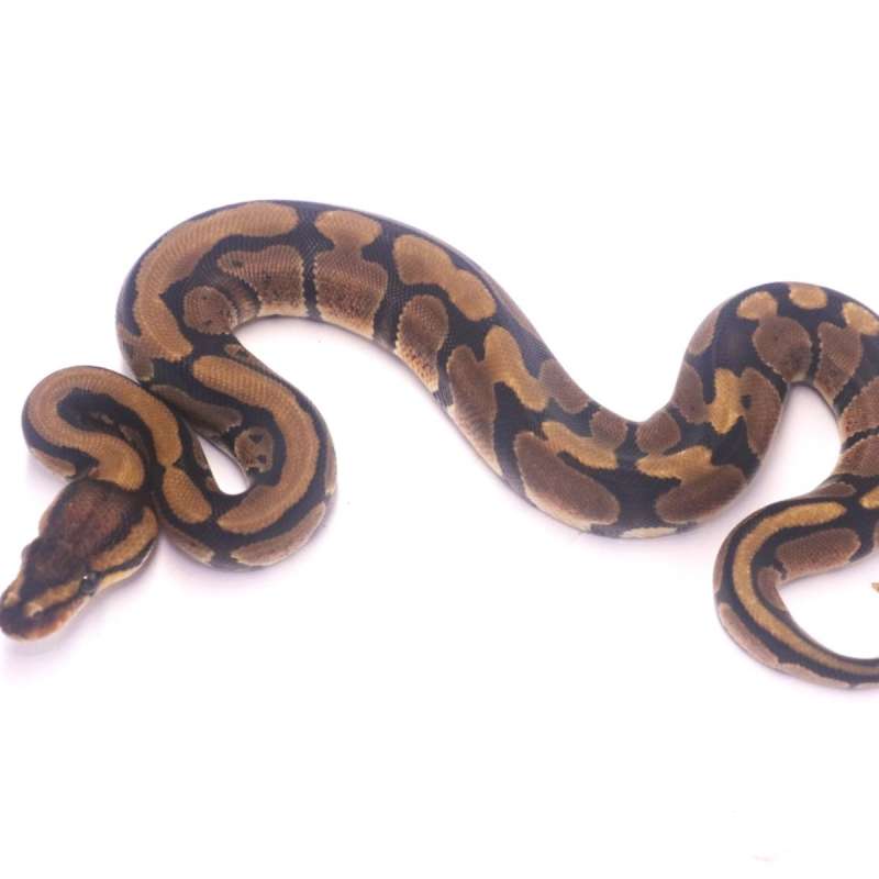Redstripe het desert ghost clown