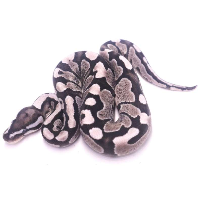 Fire axanthic het pied