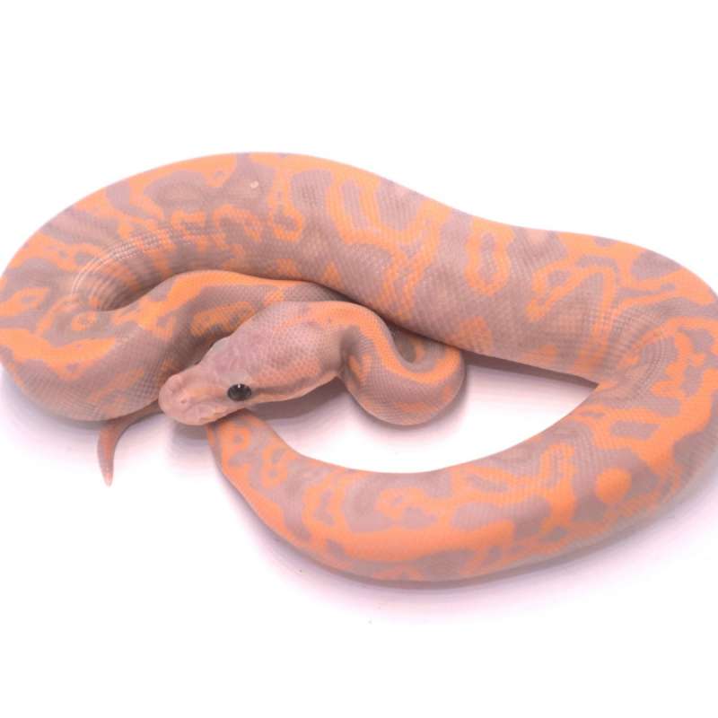 Banana black pastel confusion het clown