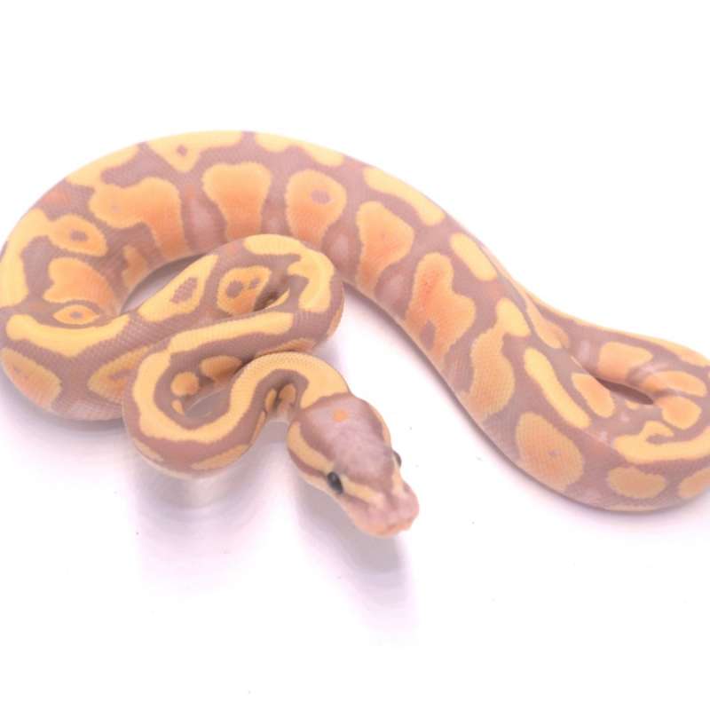 Banana orange dream het clown