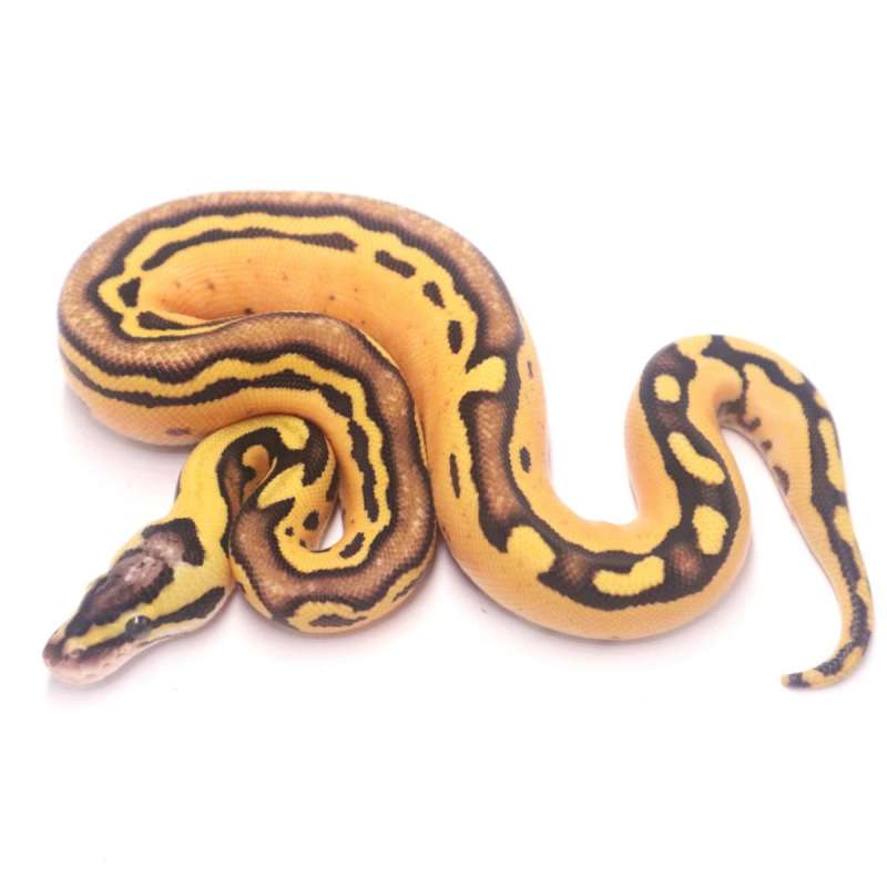 Pastel enchi tristripe
