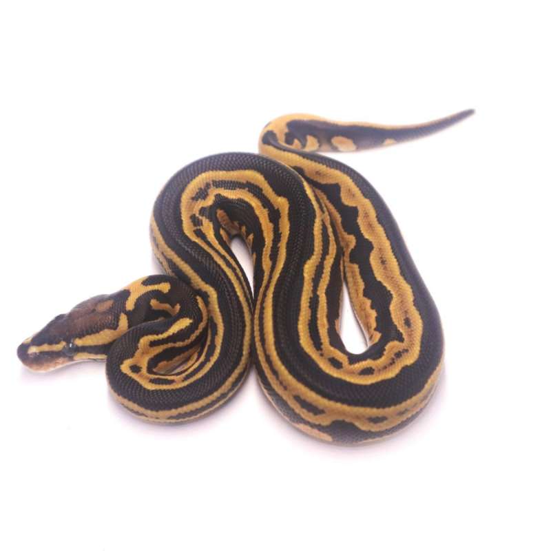 Fire leopard tristripe