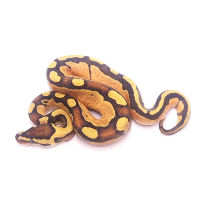 Fire super enchi tristripe