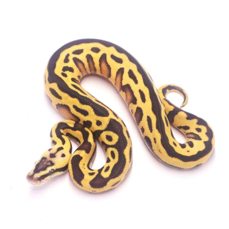 Pastel enchi leopard het tristripe