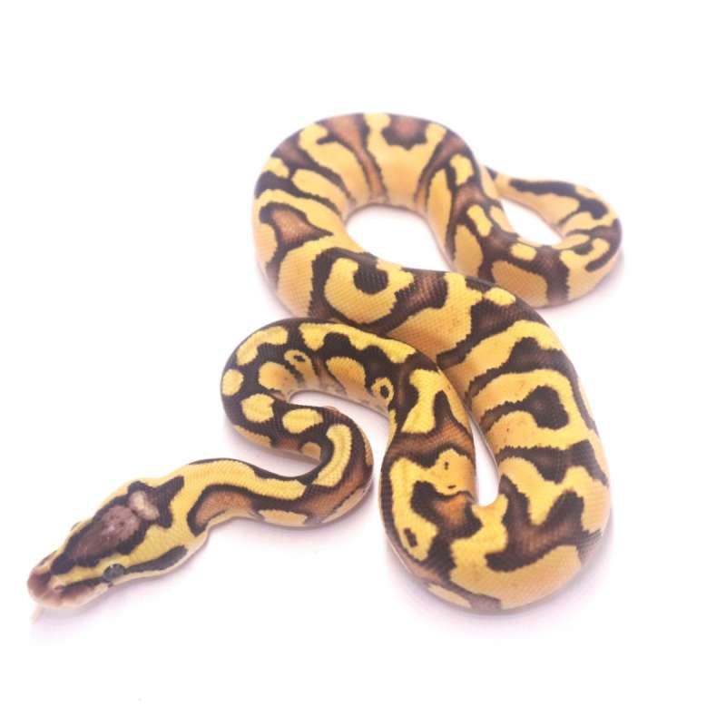 Fire pastel enchi het tristripe
