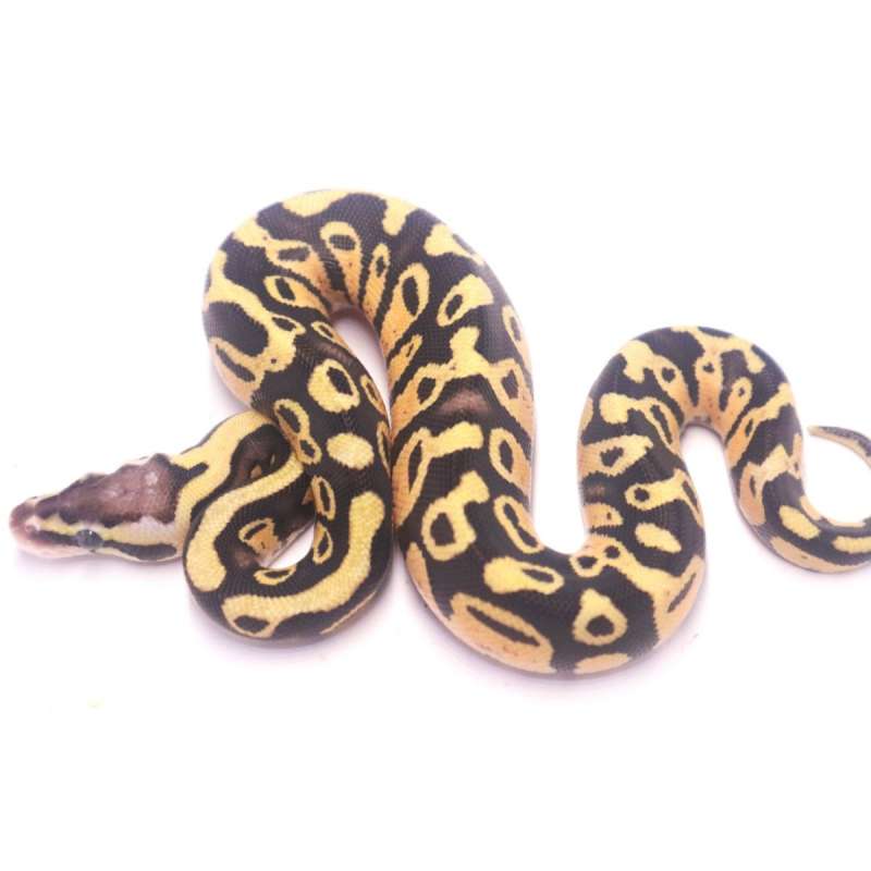 Pastel enchi het tristripe