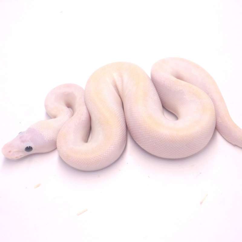 Super fire het tristripe