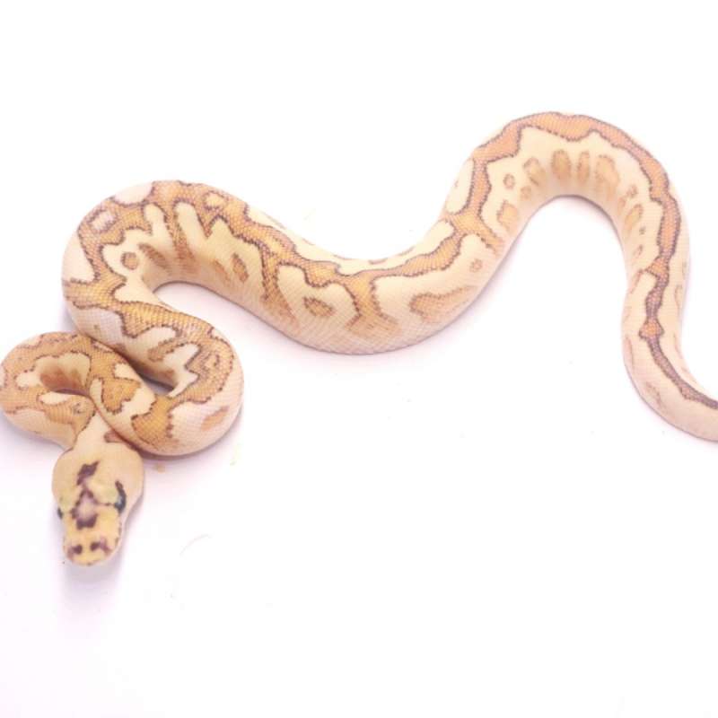 Spotnose fire lesser clown