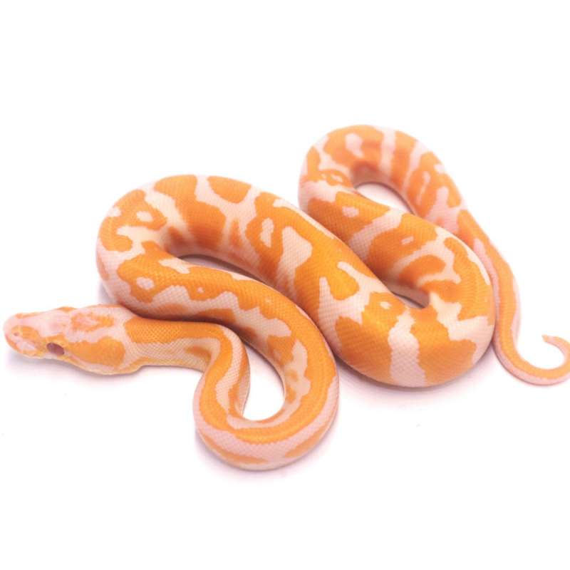 Leopard confusion lavender het clown