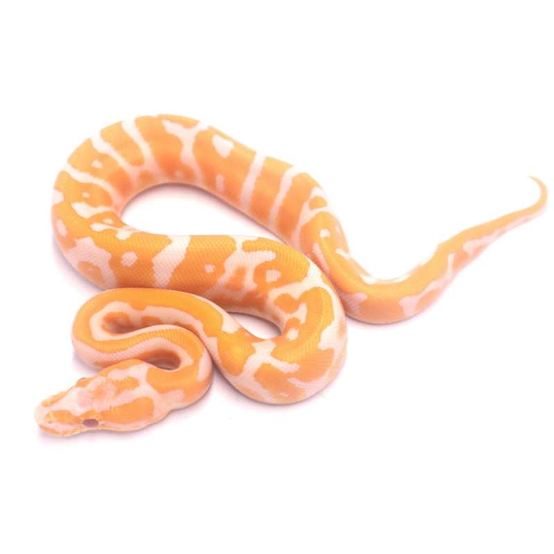 Leopard confusion lavender het clown