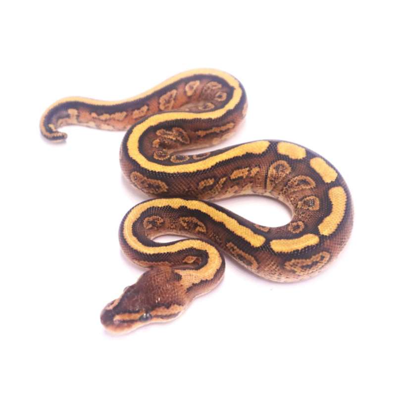 Redstripe cypress het clown tail kink