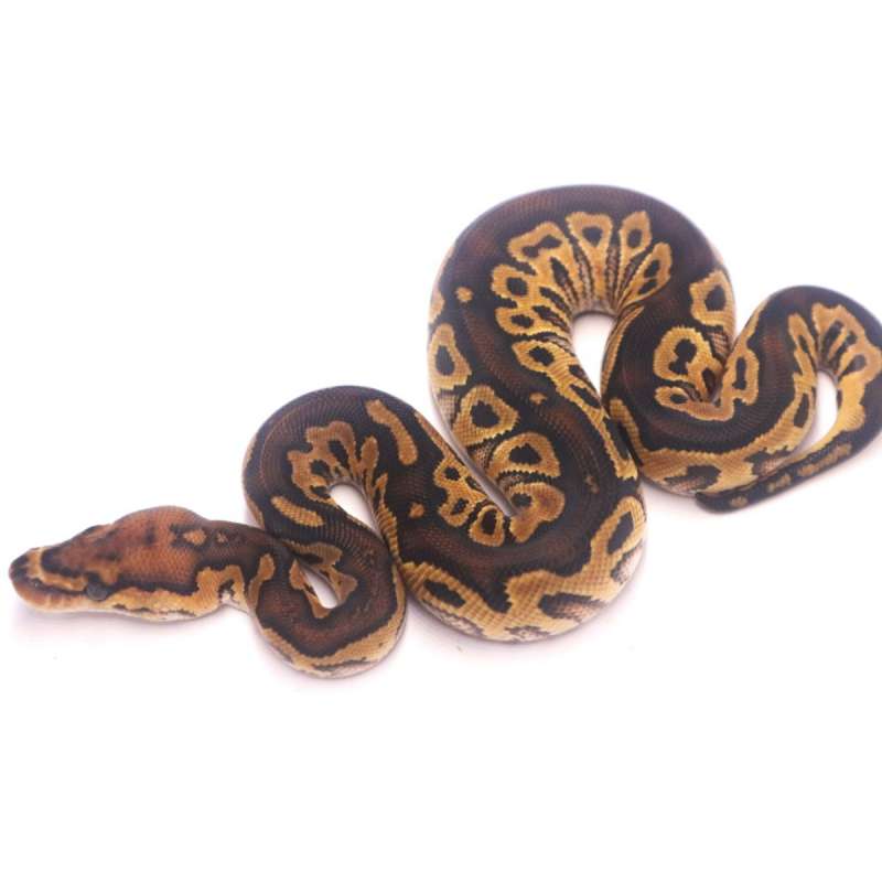 Hurricane clown poss het lavender poss redstripe