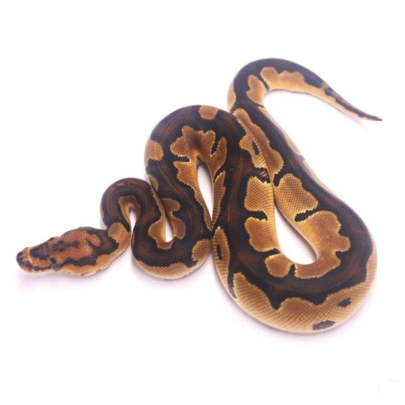Redstripe clown poss het lavender