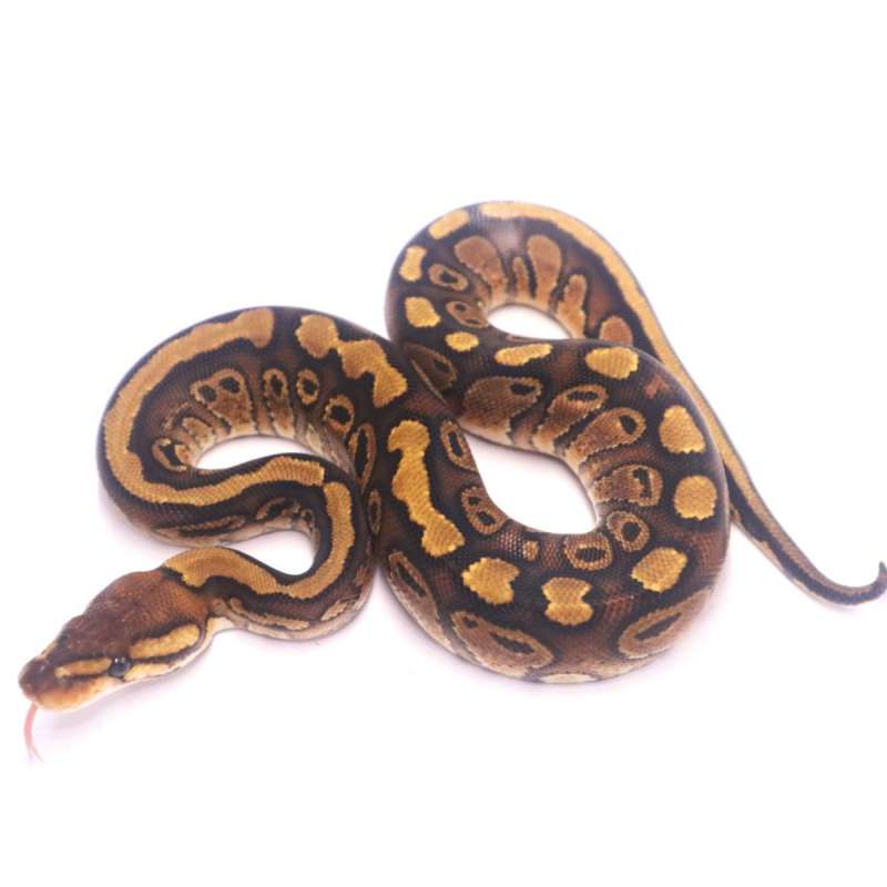 Hurricane redstripe het clown