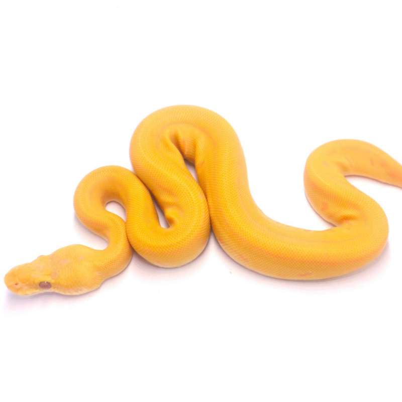 Pinstripe enchi lavender poss het pied