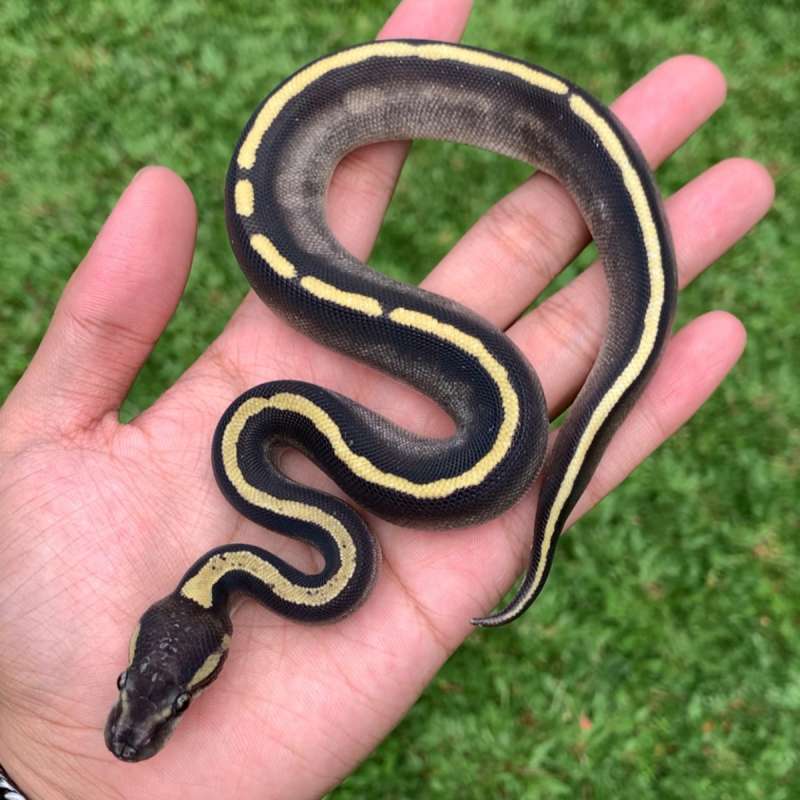 F GHI Mojave grade bagus.