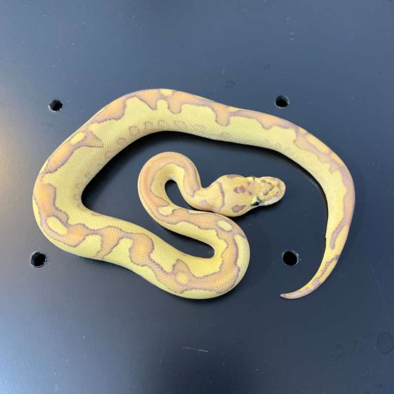 Banana Yellowbelly clown