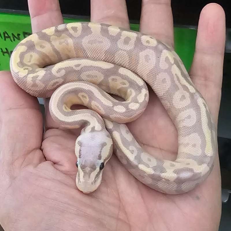 BANANA SUPER PASTEL MOJAVE HET PIED POSS HET LAVENDER