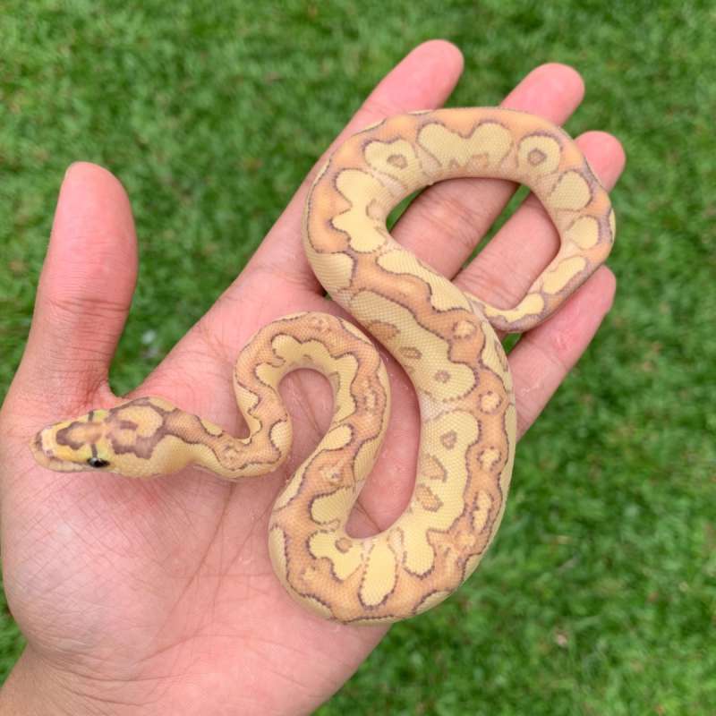 Banana lesser clown.