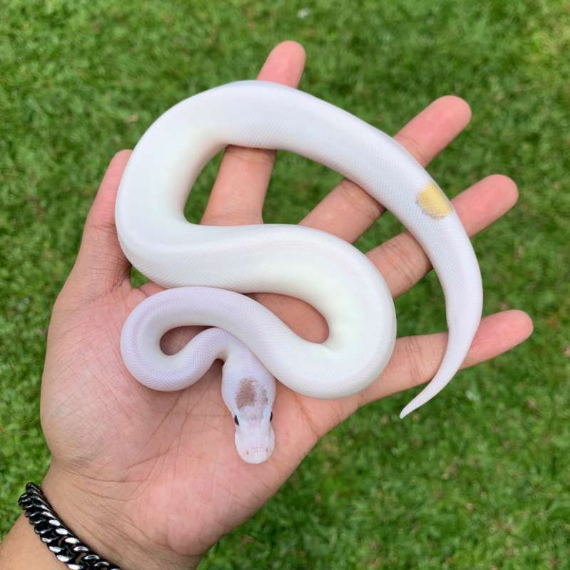 Lesser pied het lavender 66%.