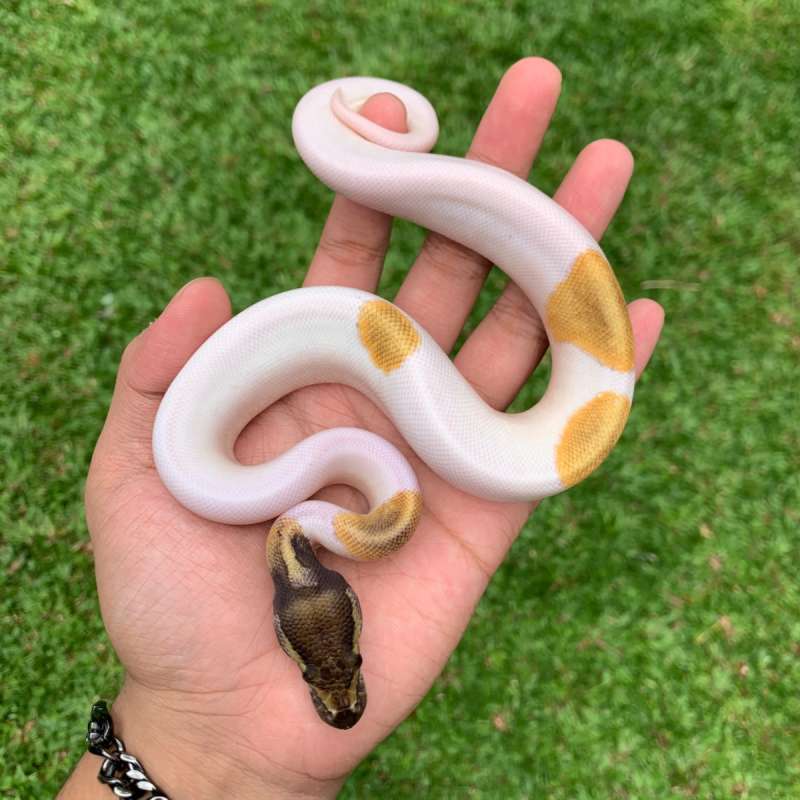 Enchi Mojave Pied.