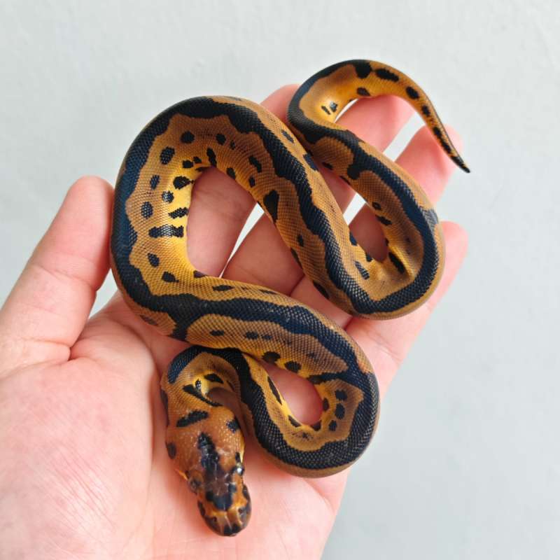 Leopard Clown ♂️