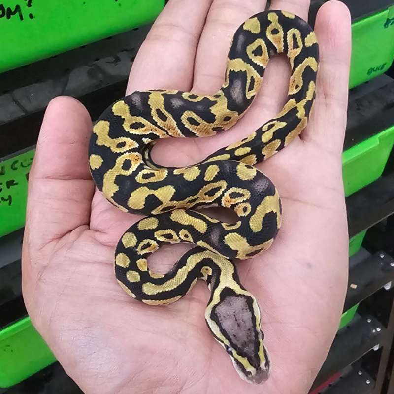 PASTEL HET CLOWN POSS HET LAVENDER