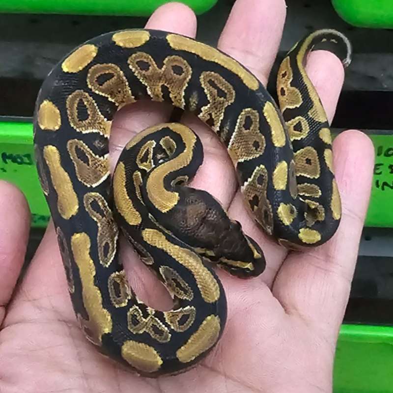 DOUBLE HET CLOWM HYPO (gagal shed)