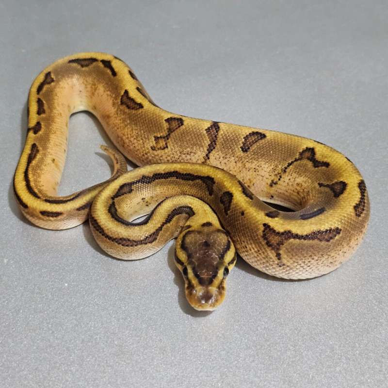 Calico Enchi Fire Pinstripe Specter +