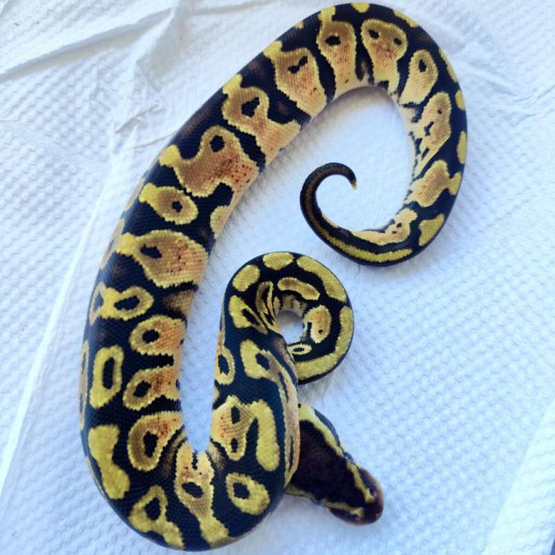 Pastel het pied