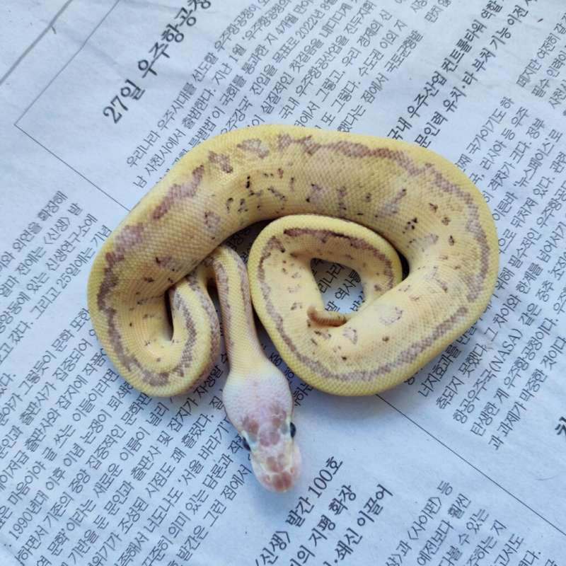 Pastel pinstripe fire spectre/yb ++