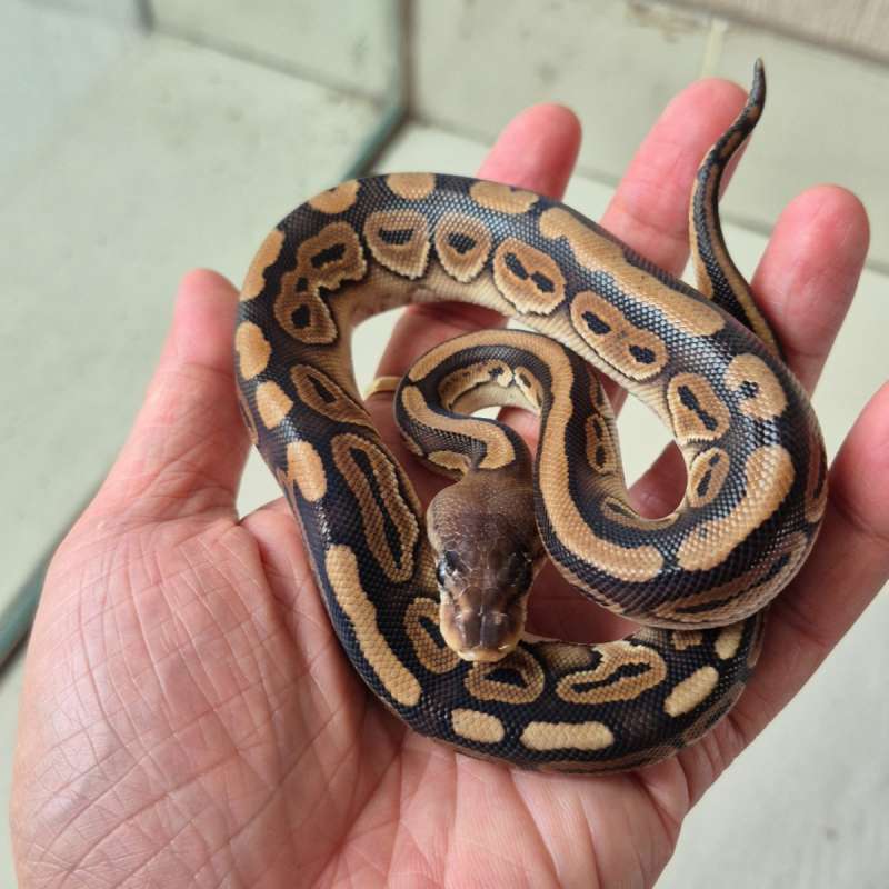 Cinnamon pos het Clown (hilang data)