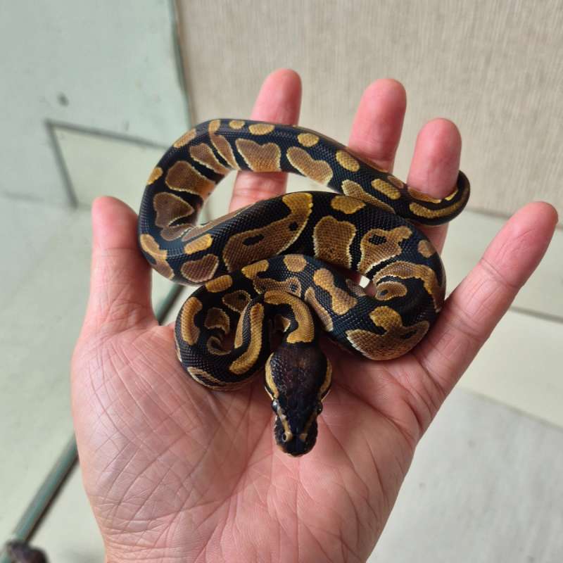 Normal pos het Pied/Clown (hilang data)