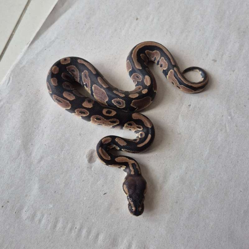 Mahogany pos het Pied