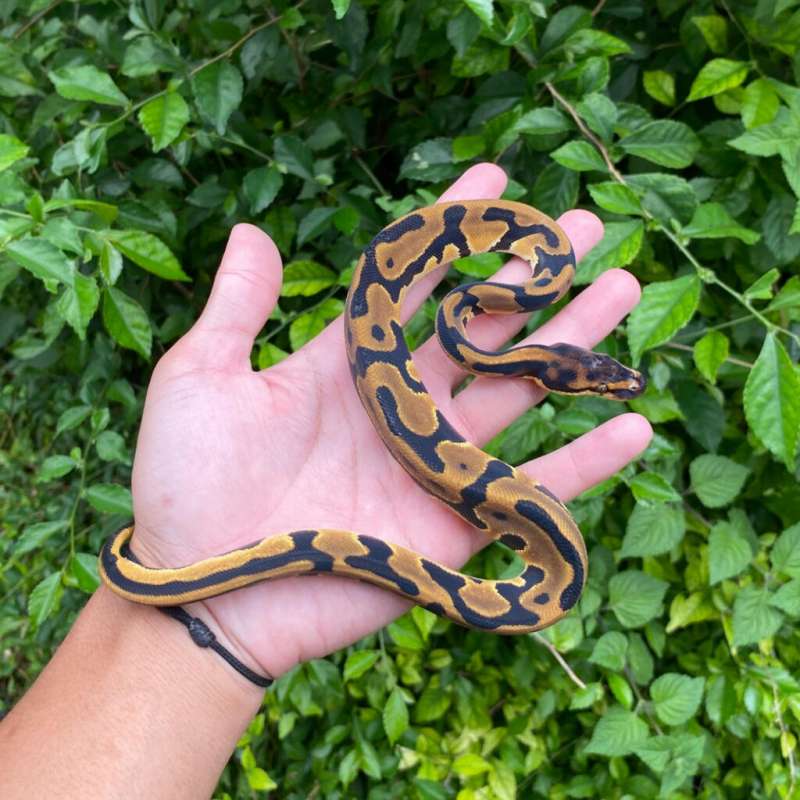 2 Ekor Ballpython Female, - leopard het dg 66% het crypton & Pastel het clown