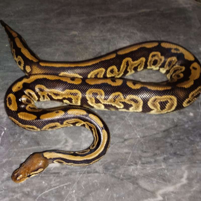 Black Pastel Het Pied PH Lavender