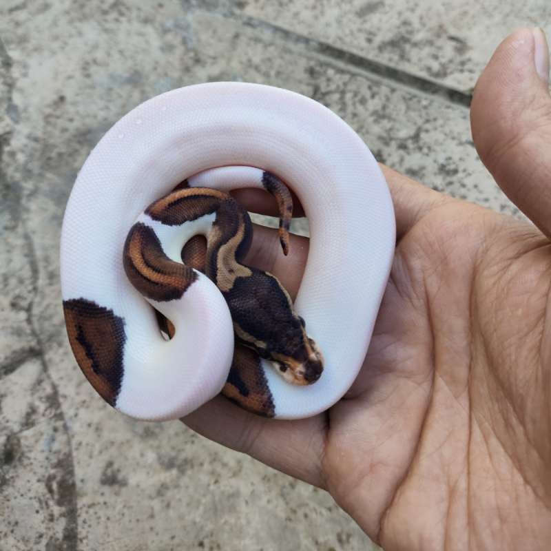 Blackpastel Pied