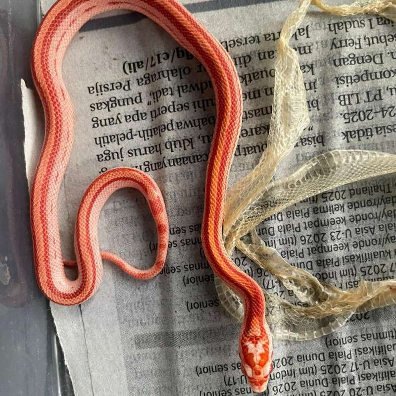 Cornsnake Amel Tessera Motley