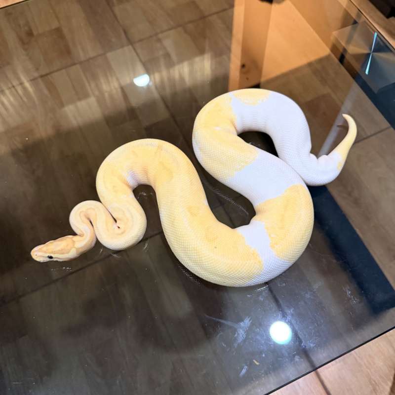 Banana enchi orange dream pied