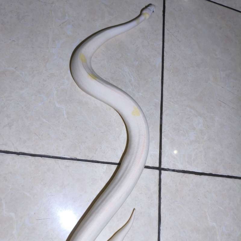 Ball Python Super Fire