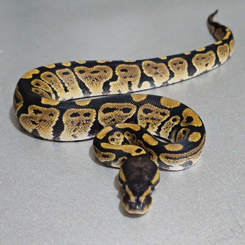 66%dh Axa(Vpi) Clown