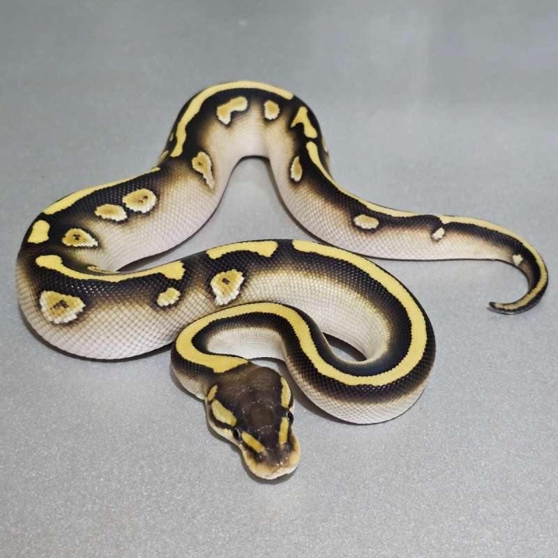 Enchi Lesser Wookie Yb +