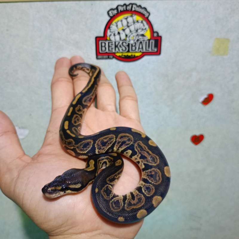Blackpastel het albino